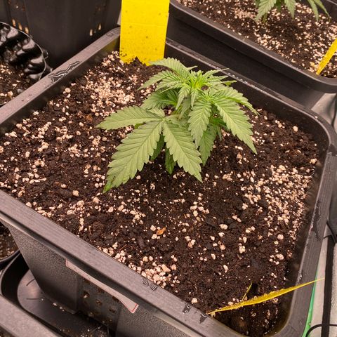 Blackberry Auto ( FastBuds ) growlog photo: Karla