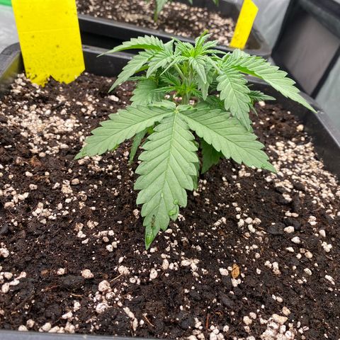 Blackberry Auto ( FastBuds ) growlog photo: Karla