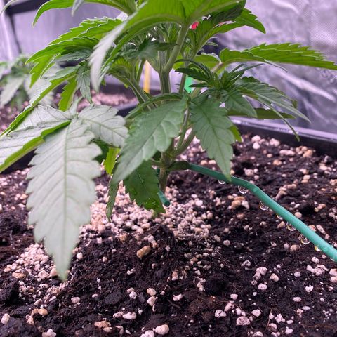 Blackberry Auto ( FastBuds ) growlog photo: Leonie 