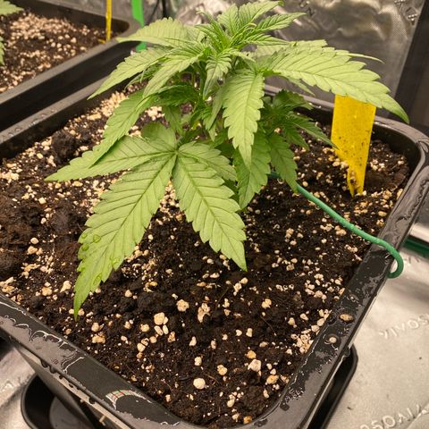 Blackberry Auto ( FastBuds ) growlog photo: Leonie 
