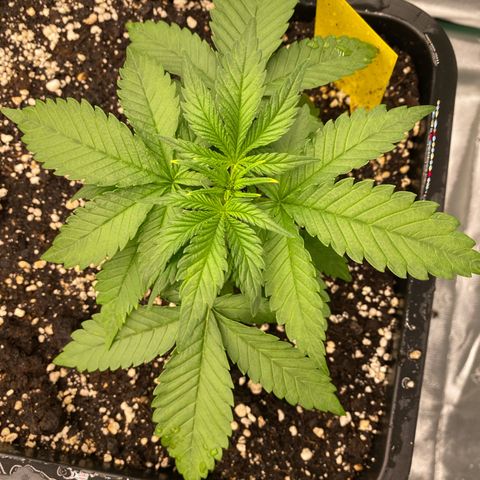 Blackberry Auto ( FastBuds ) growlog photo: Leonie 