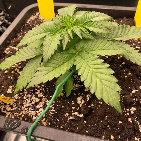 Blackberry Auto ( FastBuds ) growlog photo: Lana