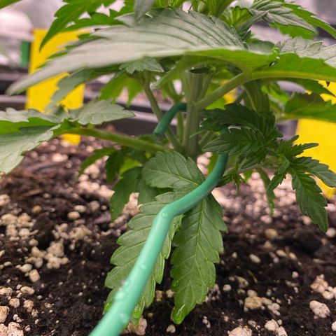 Blackberry Auto ( FastBuds ) growlog photo: Lana