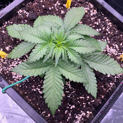 Blackberry Auto ( FastBuds ) growlog photo: Lana