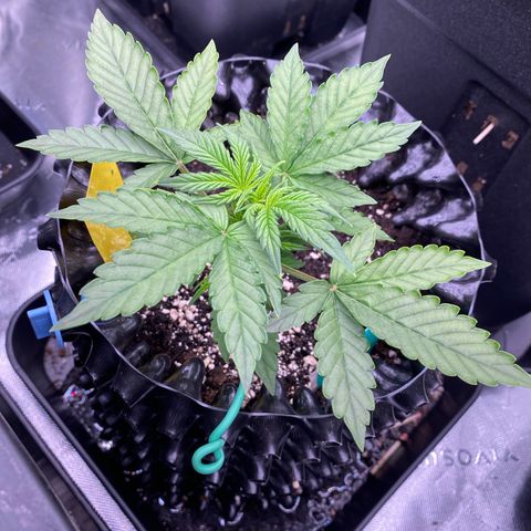 Tangerine Dream Auto growlog photo: Tangiii