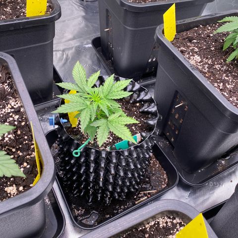 Tangerine Dream Auto growlog photo: Tangiii