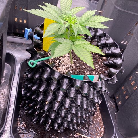 Tangerine Dream Auto growlog photo: Tangiii
