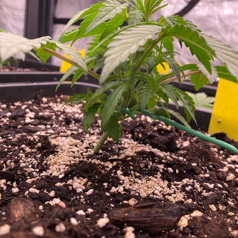 Papaya Cookies Auto (FastBuds) growlog photo: Palina 