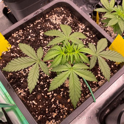Papaya Cookies Auto (FastBuds) growlog photo: Palina 