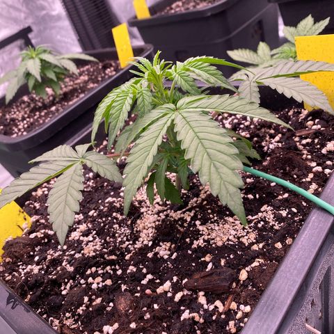 Papaya Cookies Auto (FastBuds) growlog photo: Palina 