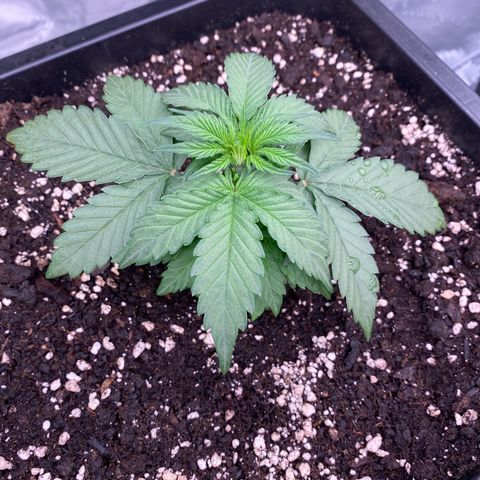 Papaya Cookies Auto (FastBuds) growlog photo: Pa-Trisha 
