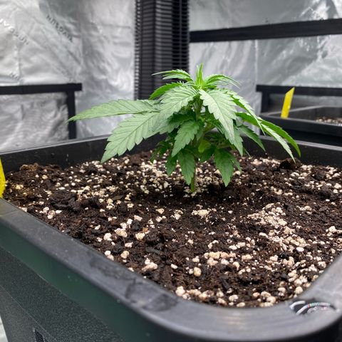 Papaya Cookies Auto (FastBuds) growlog photo: Pa-Trisha 