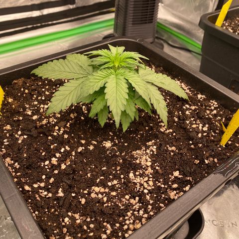 Papaya Cookies Auto (FastBuds) growlog photo: Pa-Trisha 