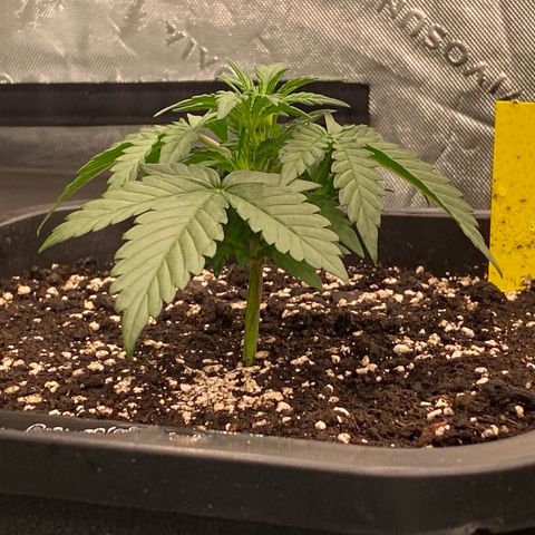 Papaya Cookies Auto (FastBuds) growlog photo: Medina 