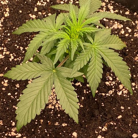 Papaya Cookies Auto (FastBuds) growlog photo: Medina 