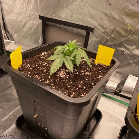 Papaya Cookies Auto (FastBuds) growlog photo: Medina 