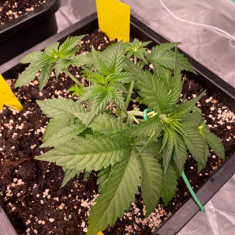 Blackberry Auto ( FastBuds ) growlog photo: Lana 