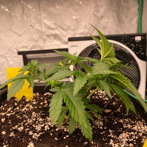 Blackberry Auto ( FastBuds ) growlog photo: Lana 