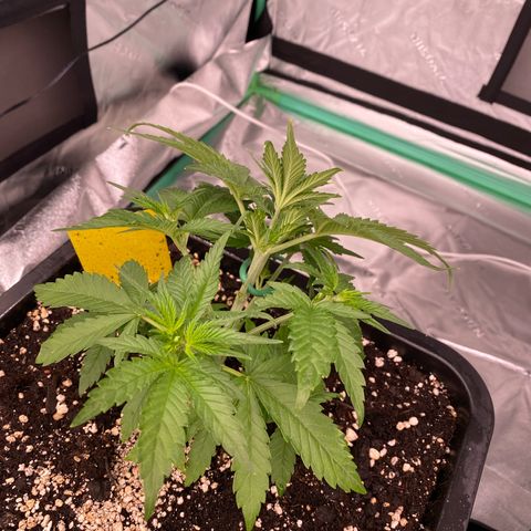 Blackberry Auto ( FastBuds ) growlog photo: Leonie 