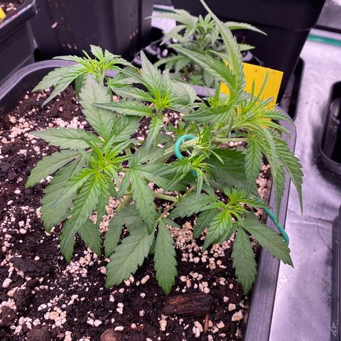 Papaya Cookies Auto (FastBuds) growlog photo: Palina 