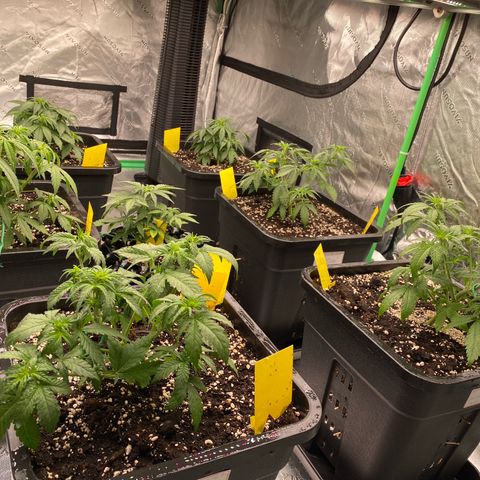 Blackberry Auto ( FastBuds ) growlog timeline photo