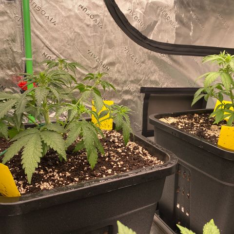 Blackberry Auto ( FastBuds ) growlog timeline photo
