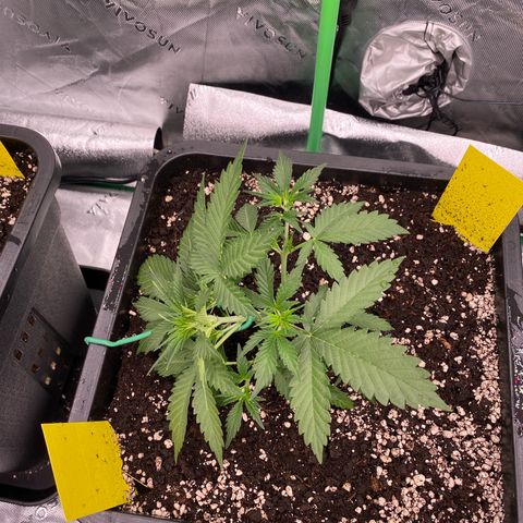 Blackberry Auto ( FastBuds ) growlog photo: Karla 