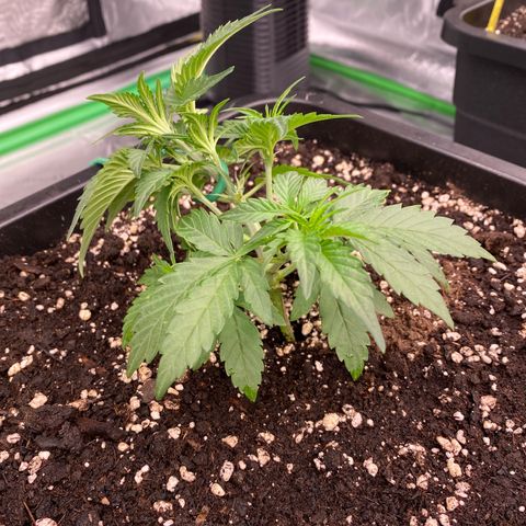 Papaya Cookies Auto (FastBuds) growlog photo: Pa-Trisha 