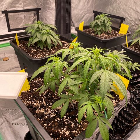 Papaya Cookies Auto (FastBuds) growlog timeline photo