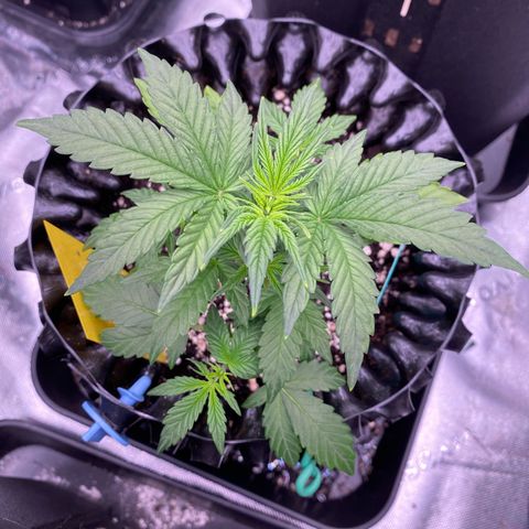 Tangerine Dream Auto growlog photo: Tangiii