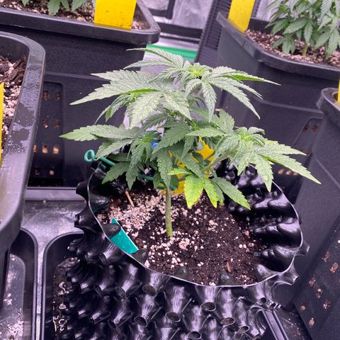 Tangerine Dream Auto growlog timeline photo