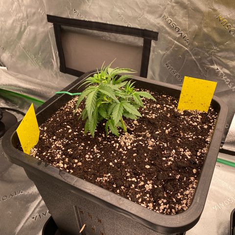 Papaya Cookies Auto (FastBuds) growlog photo: Medina 