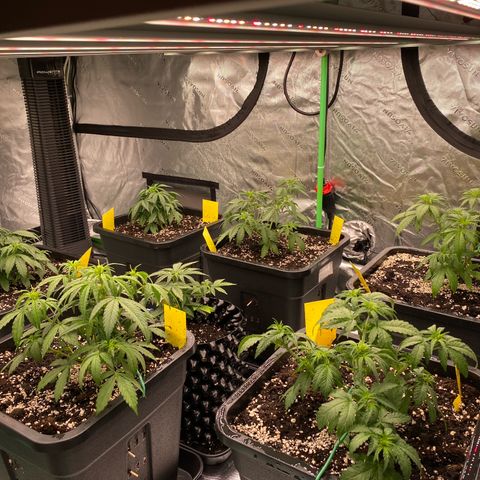 Papaya Cookies Auto (FastBuds) growlog timeline photo