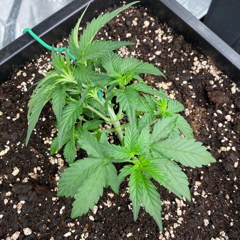 Papaya Cookies Auto (FastBuds) growlog timeline photo