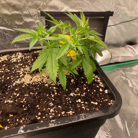 Blackberry Auto ( FastBuds ) growlog photo: Leonie 