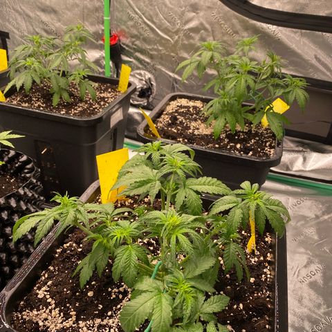 Blackberry Auto ( FastBuds ) growlog timeline photo