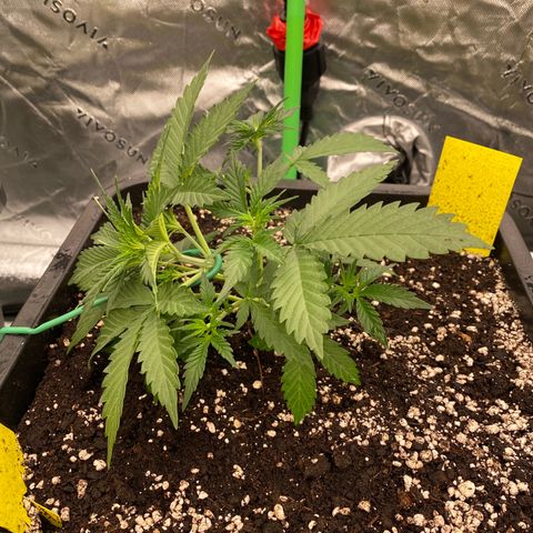 Blackberry Auto ( FastBuds ) growlog photo: Karla 