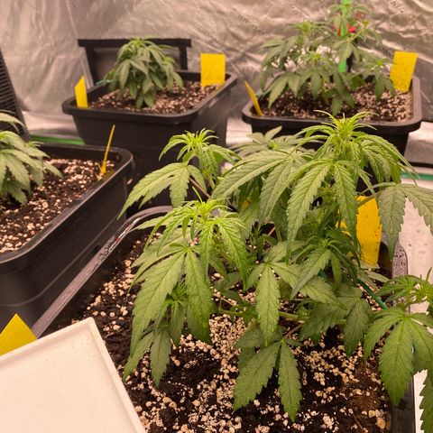 Papaya Cookies Auto (FastBuds) growlog timeline photo