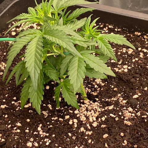 Papaya Cookies Auto (FastBuds) growlog timeline photo