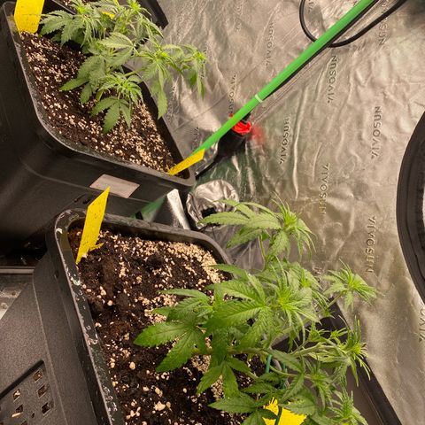 Blackberry Auto ( FastBuds ) growlog timeline photo