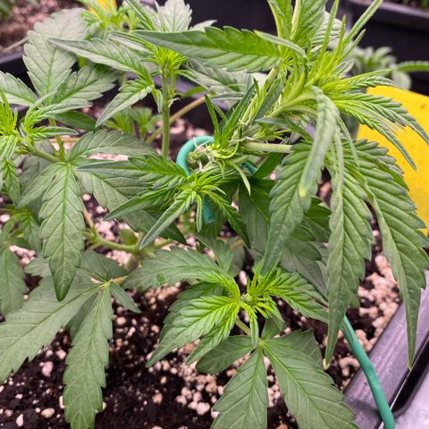 Papaya Cookies Auto (FastBuds) growlog photo: Palina 
