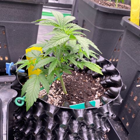 Tangerine Dream Auto growlog photo: Tangiii