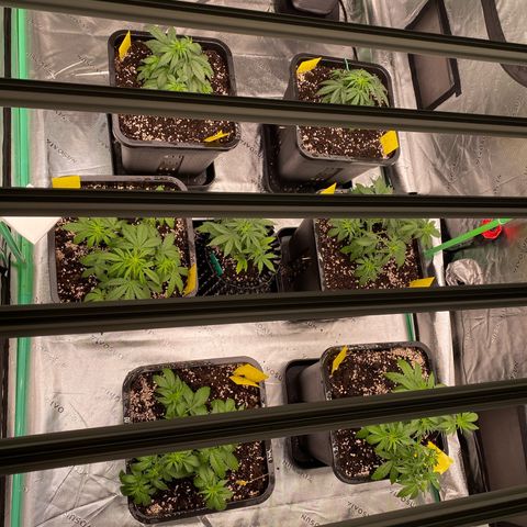 Blackberry Auto ( FastBuds ) growlog timeline photo
