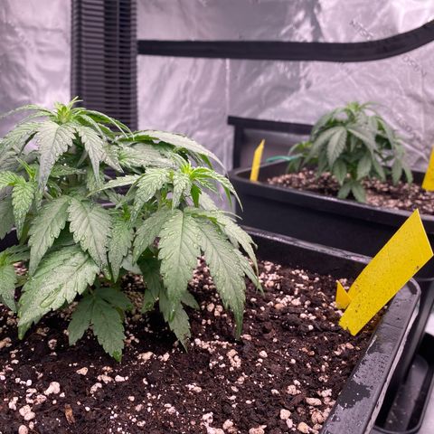 Papaya Cookies Auto (FastBuds) growlog timeline photo