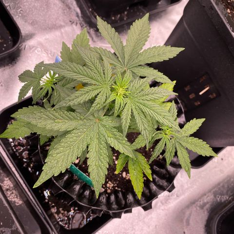 Tangerine Dream Auto growlog timeline photo