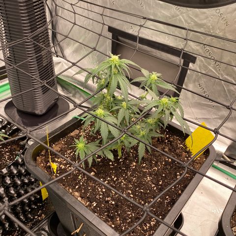 Papaya Cookies Auto (FastBuds) growlog timeline photo