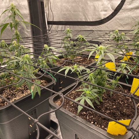 Papaya Cookies Auto (FastBuds) growlog timeline photo