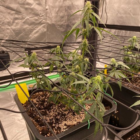 Papaya Cookies Auto (FastBuds) growlog timeline photo