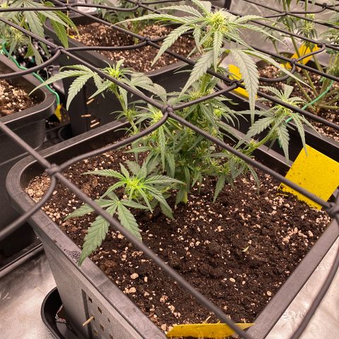 Papaya Cookies Auto (FastBuds) growlog timeline photo