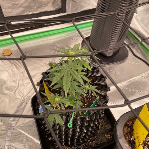 Tangerine Dream Auto growlog timeline photo
